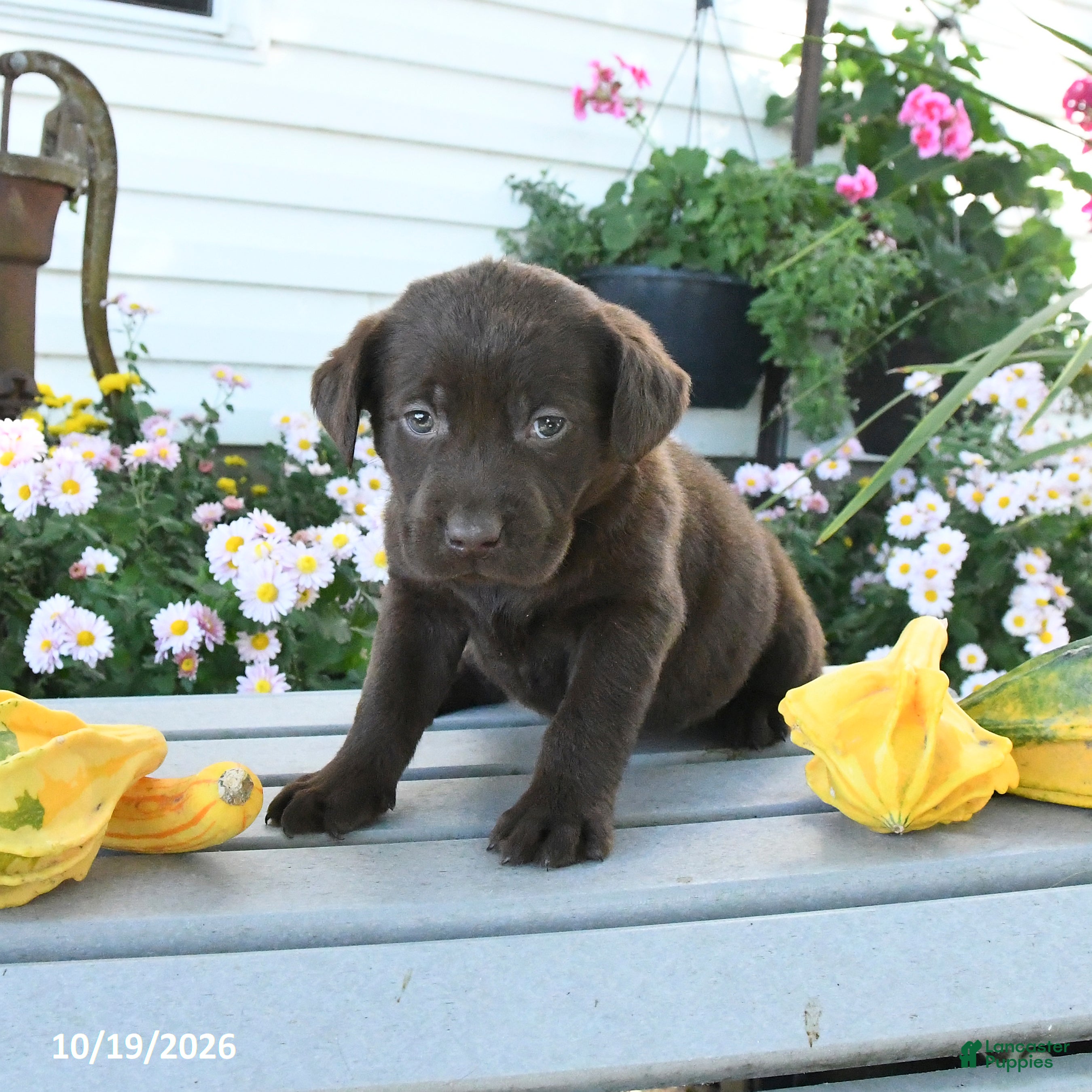 Labrador Retriever dogs Joy - Ad 2
