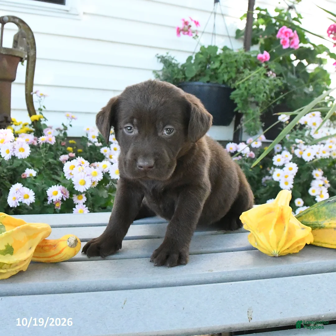 Labrador Retriever dogs for sale: Joy - Ad 2