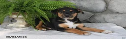 Mixed Breed dogs for sale: Jolly Josie - Ad 2
