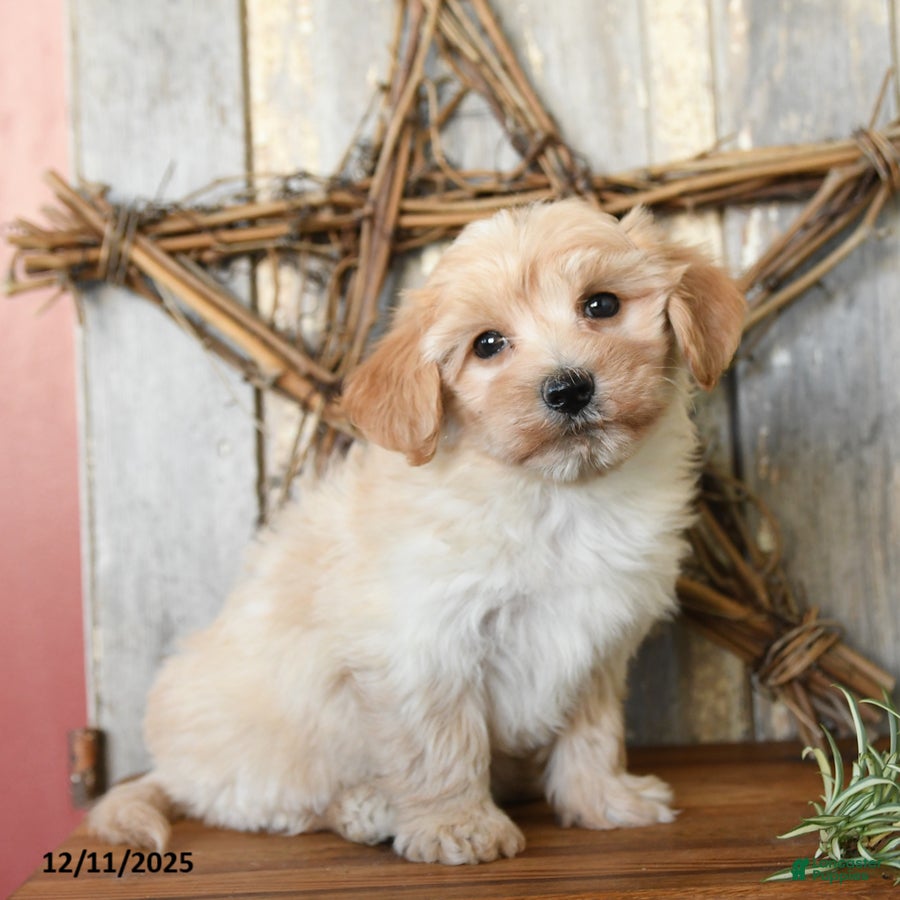 Maltipoo dogs Joy - Ad 23