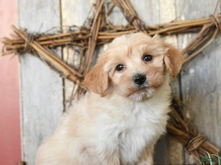 Maltipoo dogs Joy - Ad 28