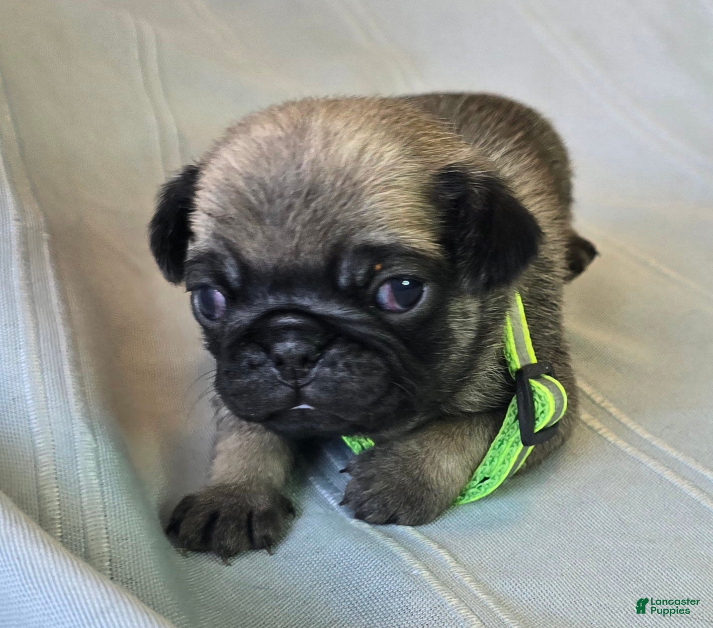 Pug dogs Francine - Ad 38