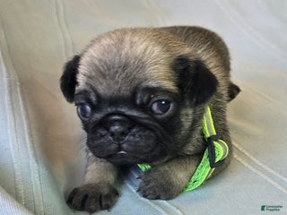 Pug dogs Francine - Ad 38