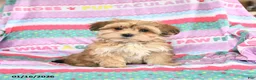 Morkie dogs for sale: Barbie - Ad 3