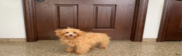 Maltipoo dogs for sale: Candy - Ad 6