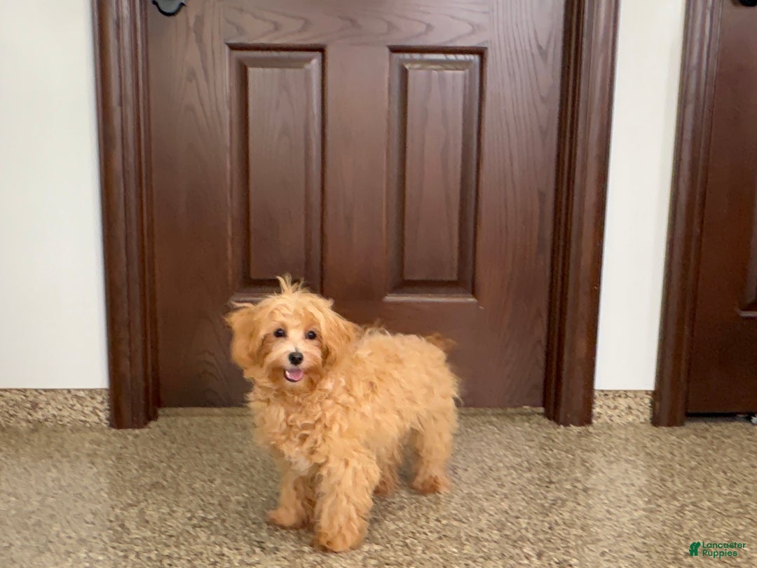 Maltipoo dogs for sale: Candy - Ad 6
