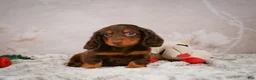 Miniature Dachshund dogs for sale: Spencer - Ad 3