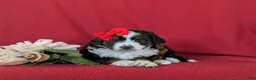 Mini Aussiedoodle dogs for sale: Lexie - Ad 5