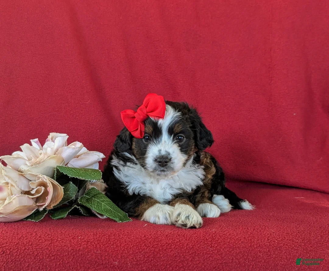 Mini Aussiedoodle dogs for sale: Lexie - Ad 5