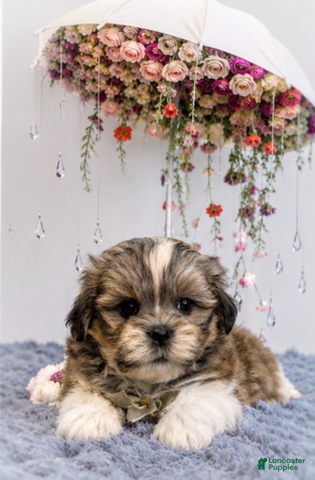 Malshi dogs Cookie - Ad 2