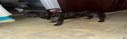 French Bulldog dogs for sale: Spotty - Ad 5