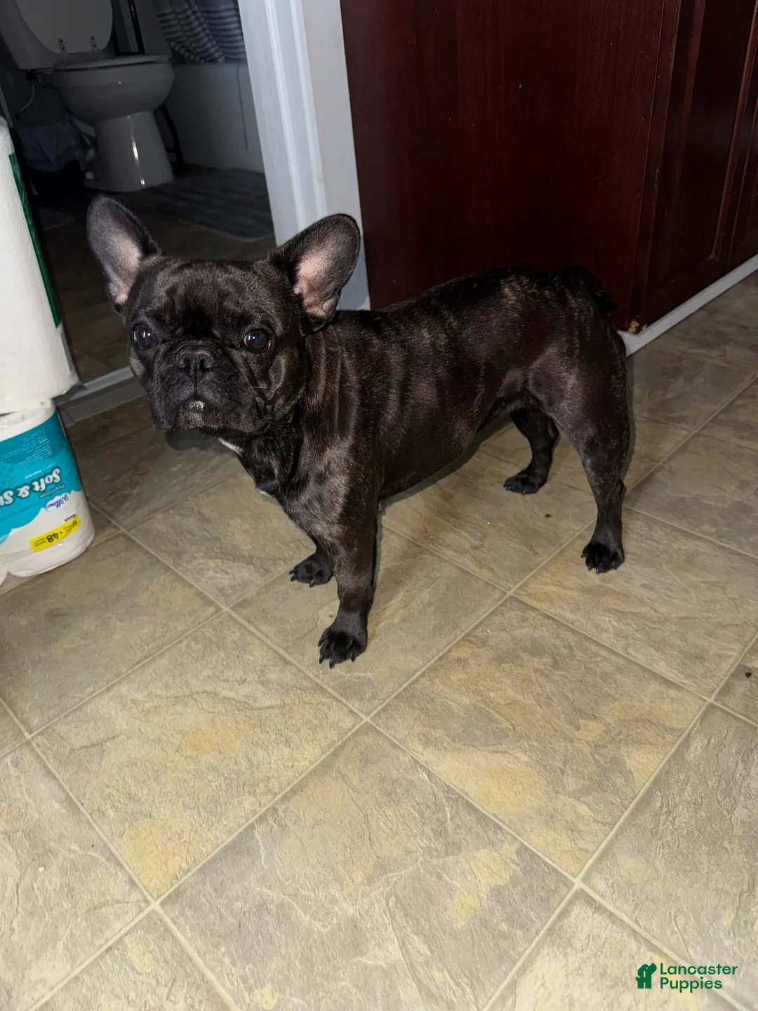 French Bulldog dogs for sale: Jacob - Ad 2