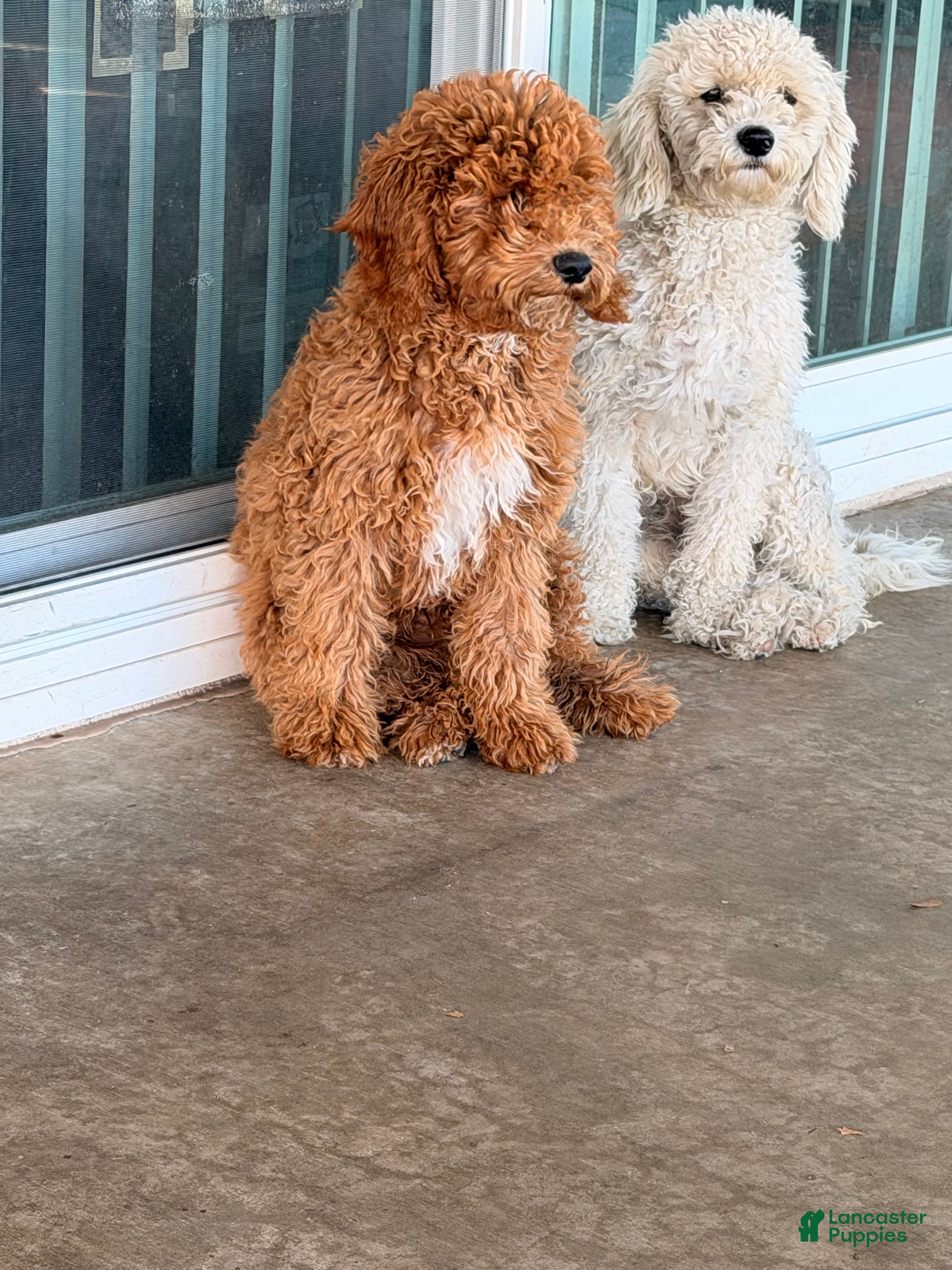 Toy Poodle dogs Toy Poodle 1 Chewie - Ad 8