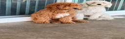 Toy Poodle dogs for sale: Toy Poodle 1 Chewie - Ad 1