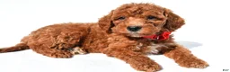 Standard Poodle dogs for sale: Alexander - Ad 3
