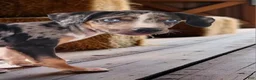 Catahoula Leopard Dog dogs for sale: Bug 2026 Male 2 - Ad 4