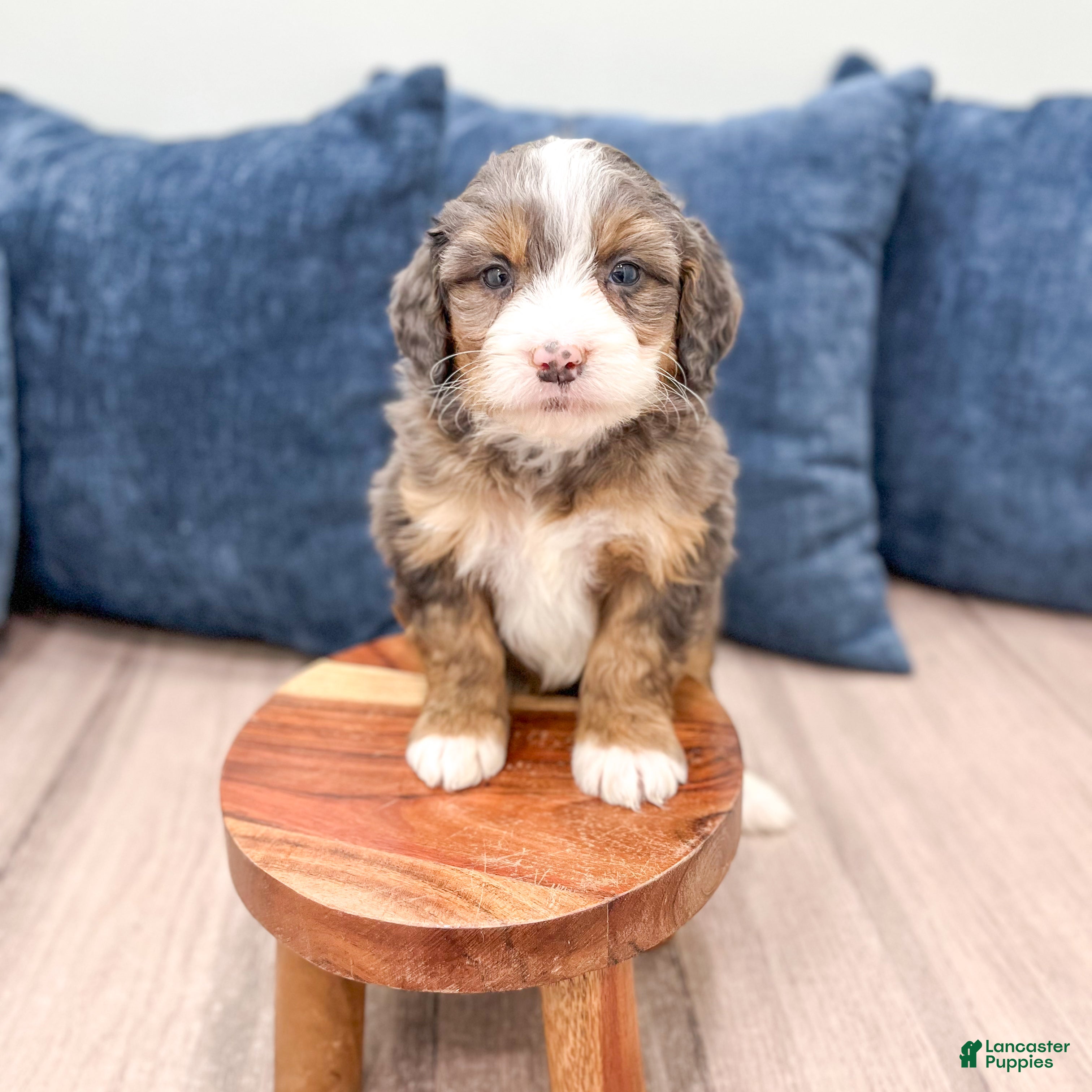 Mini Bernedoodle dogs Abby - Ad 2