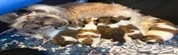 Mixed Breed dogs for sale: Blake - Ad 7