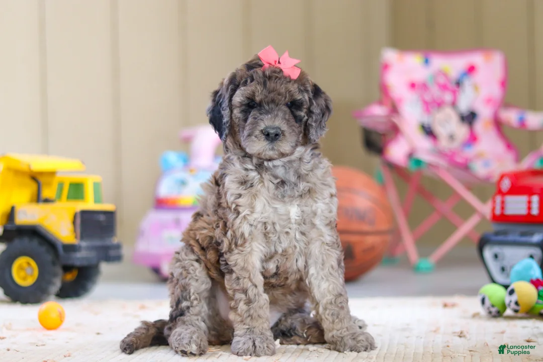 Newfypoo dogs for sale: Ginger - Ad 4