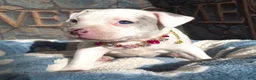 American Bully dogs for sale: "DOLLY PARTON" WHITE MERLE - Ad 5