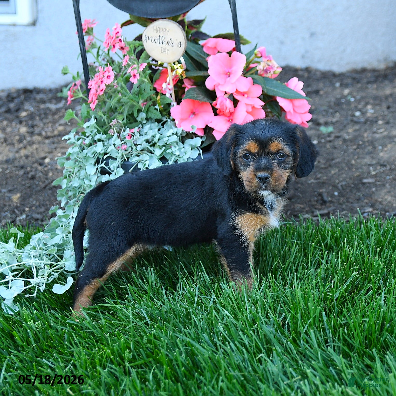 Mixed Breed dogs Tammy - Ad 1
