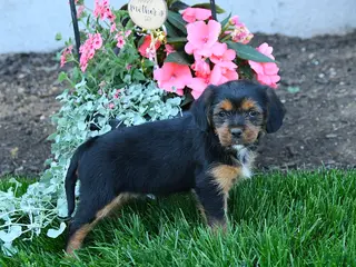 Mixed Breed dogs for sale: Tammy - Ad 3