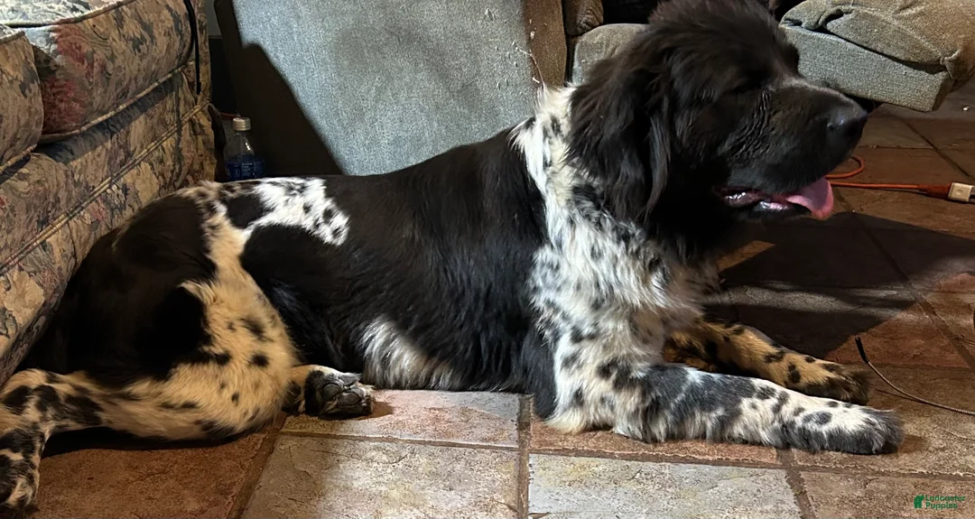 Mixed Breed dogs for sale: Mixed Breed Puppy 1 - Ad 4