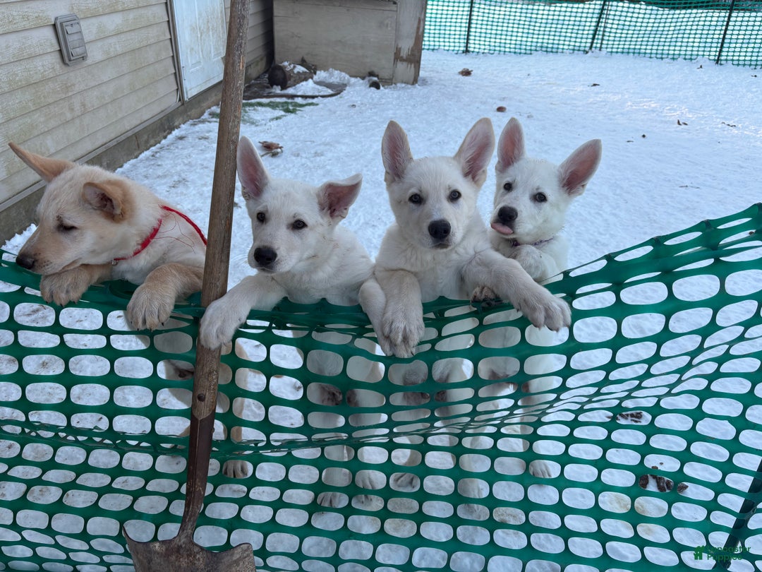 Mixed Breed dogs for sale: Mixed Breed Puppy 3 - Ad 9