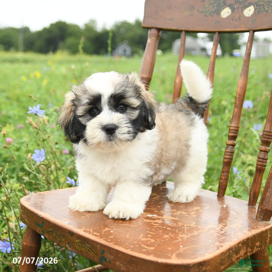 Malshi dogs Dusty - Ad 1