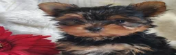 Yorkshire Terrier dogs for sale: Candy girl - Ad 3