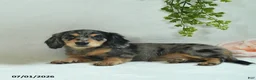 Miniature Dachshund dogs for sale: Gonnalee  - Ad 3