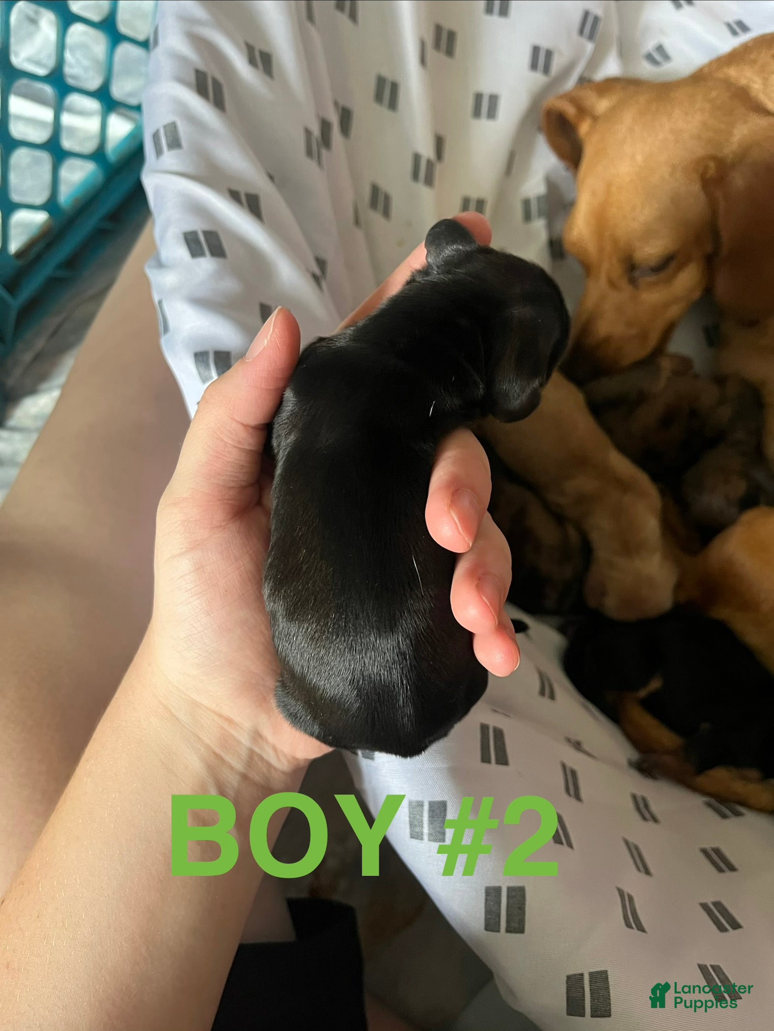 Dachshund dogs Male 2 - Ad 6