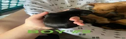 Dachshund dogs for sale: Male 2 - Ad 1