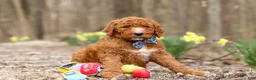 Goldendoodle dogs for sale: Luke - Ad 5