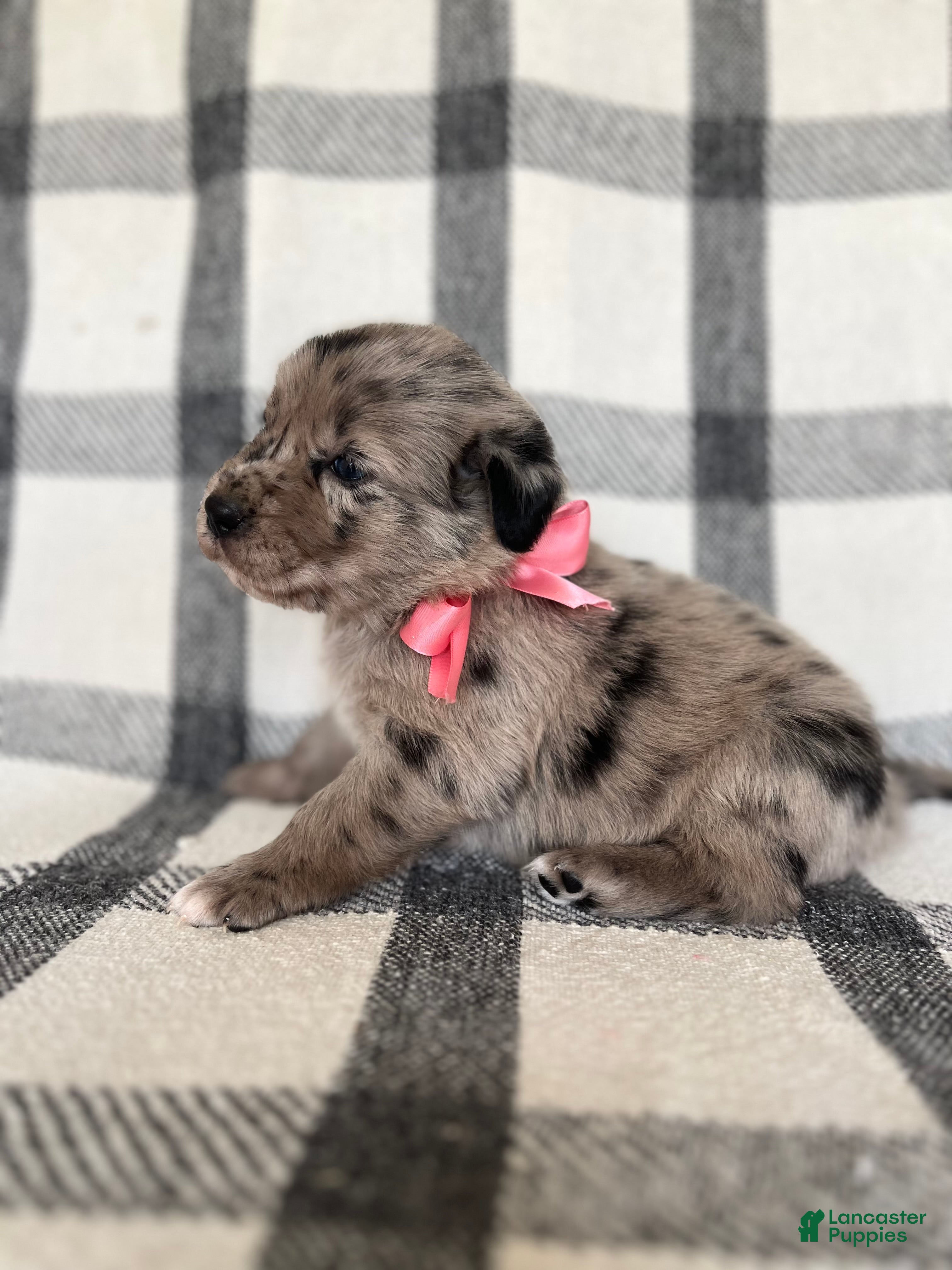 Mixed Breed dogs Bailey - Ad 1