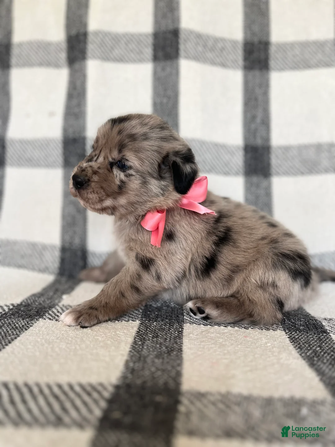 Mixed Breed dogs for sale: Bailey - Ad 1