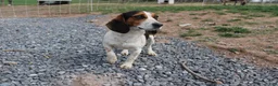 Beagle dogs for sale: Elikhana - Ad 18