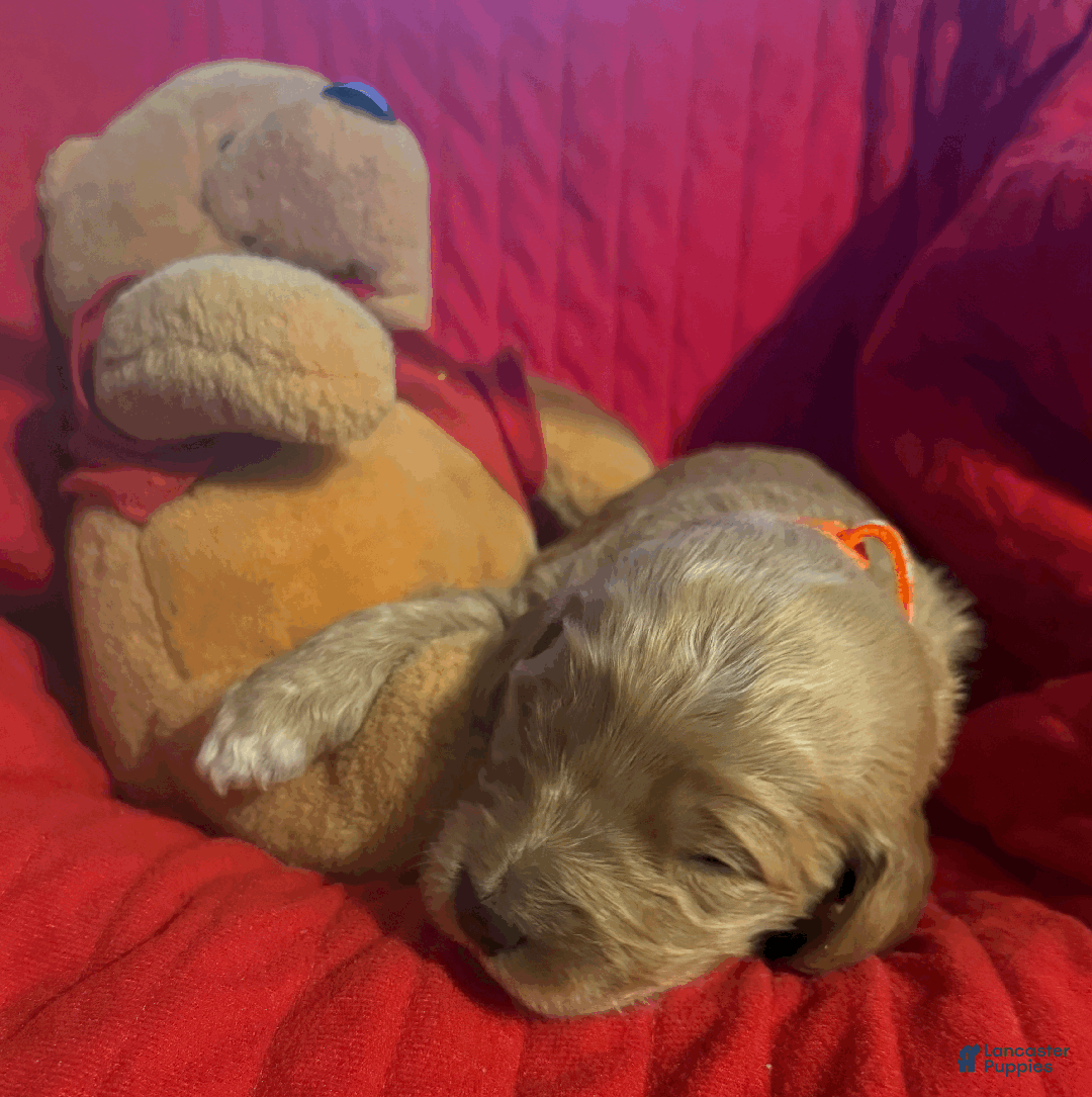 Goldendoodle dogs for sale: Orange  - Ad 2