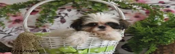 Shih Tzu dogs for sale: Suzy - Ad 5