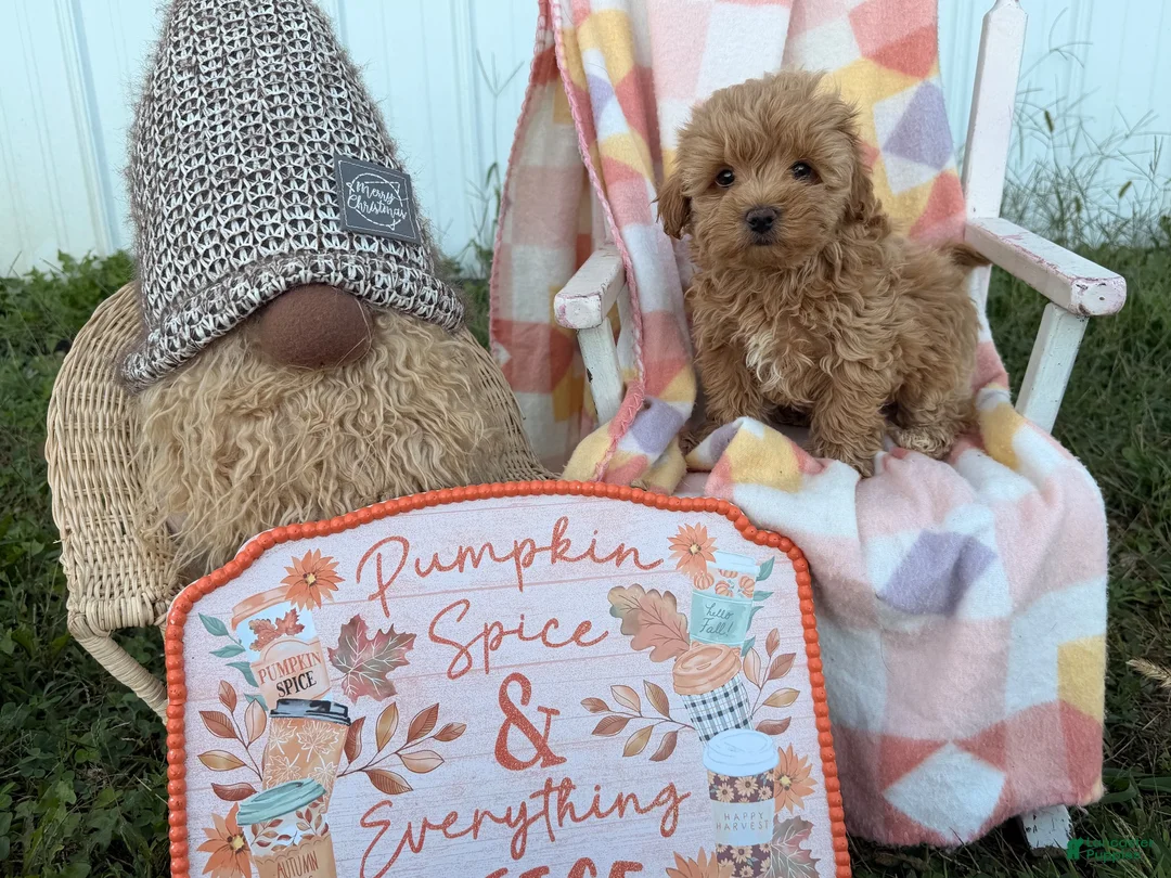 Maltipoo dogs for sale: Fancy  - Ad 4