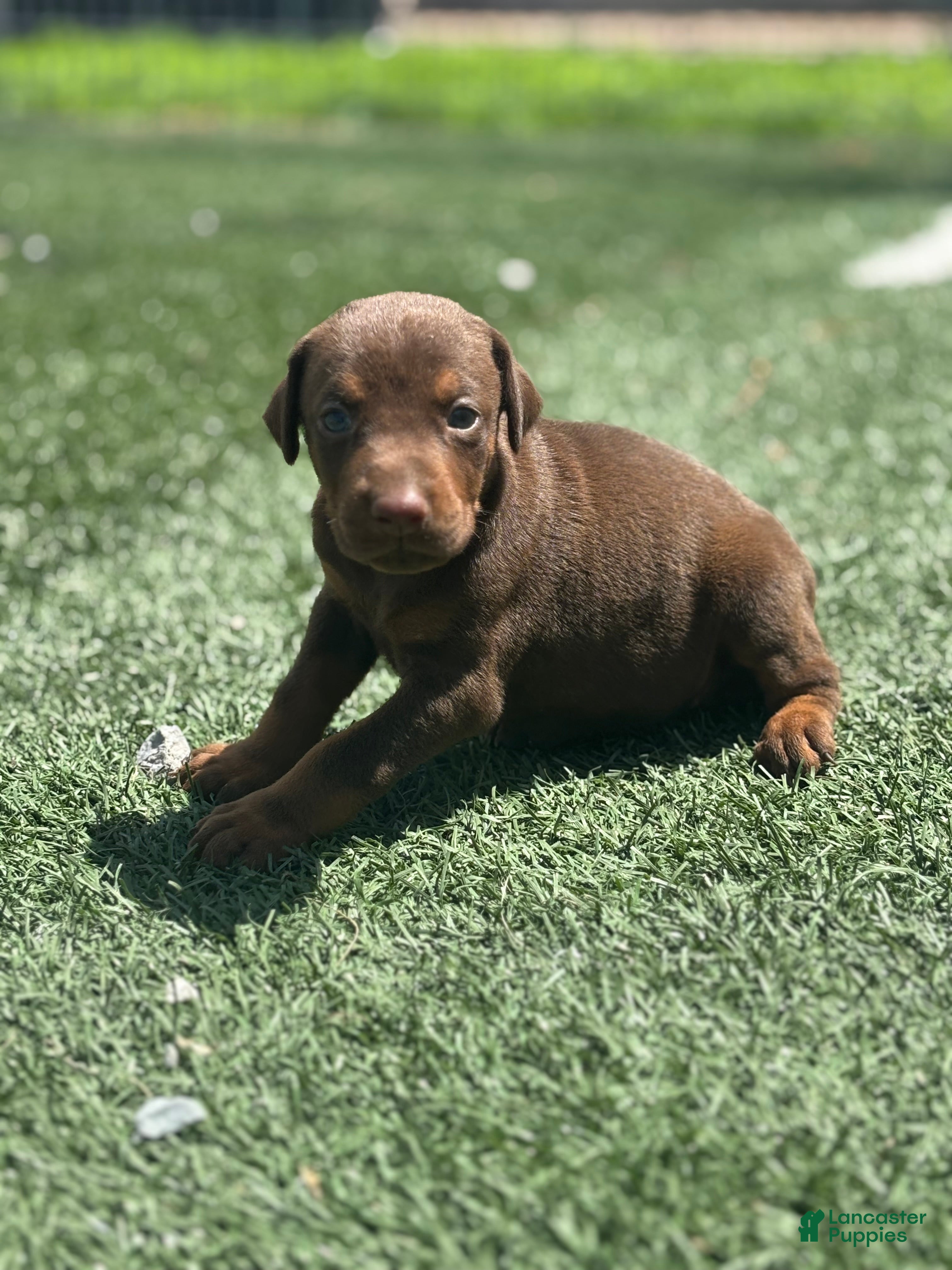 Doberman Pinscher dogs Luna - Ad 1
