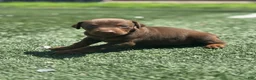 Doberman Pinscher dogs for sale: Luna - Ad 1