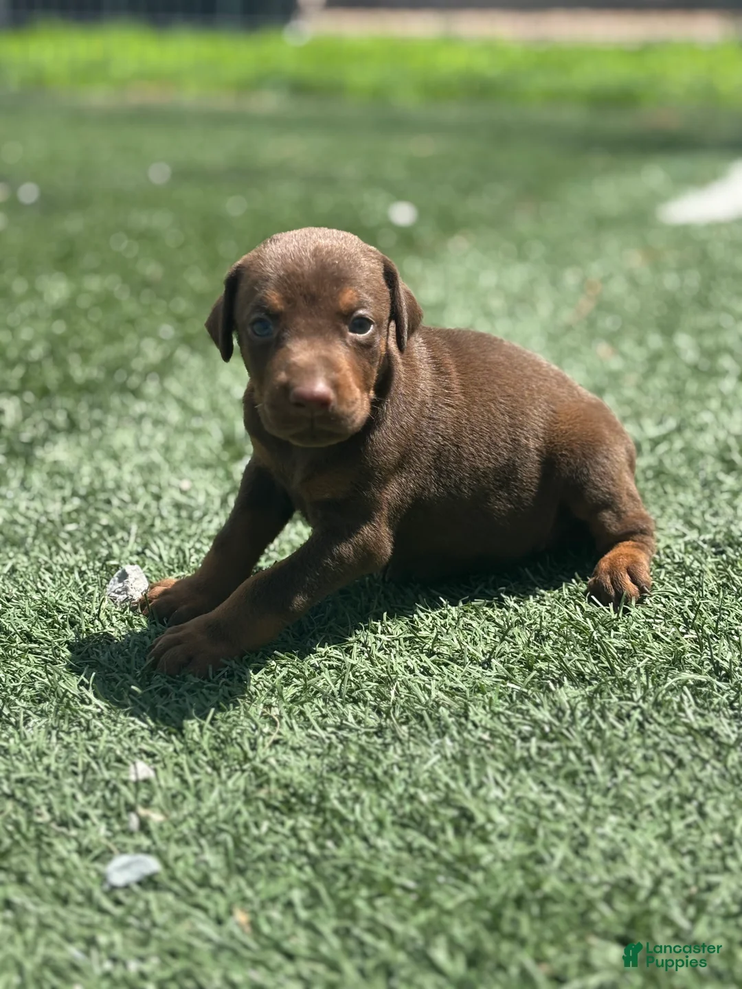 Doberman Pinscher dogs for sale: Luna - Ad 1