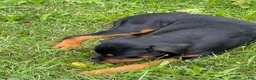 Rottweiler dogs for sale: Female 1 - Ad 4