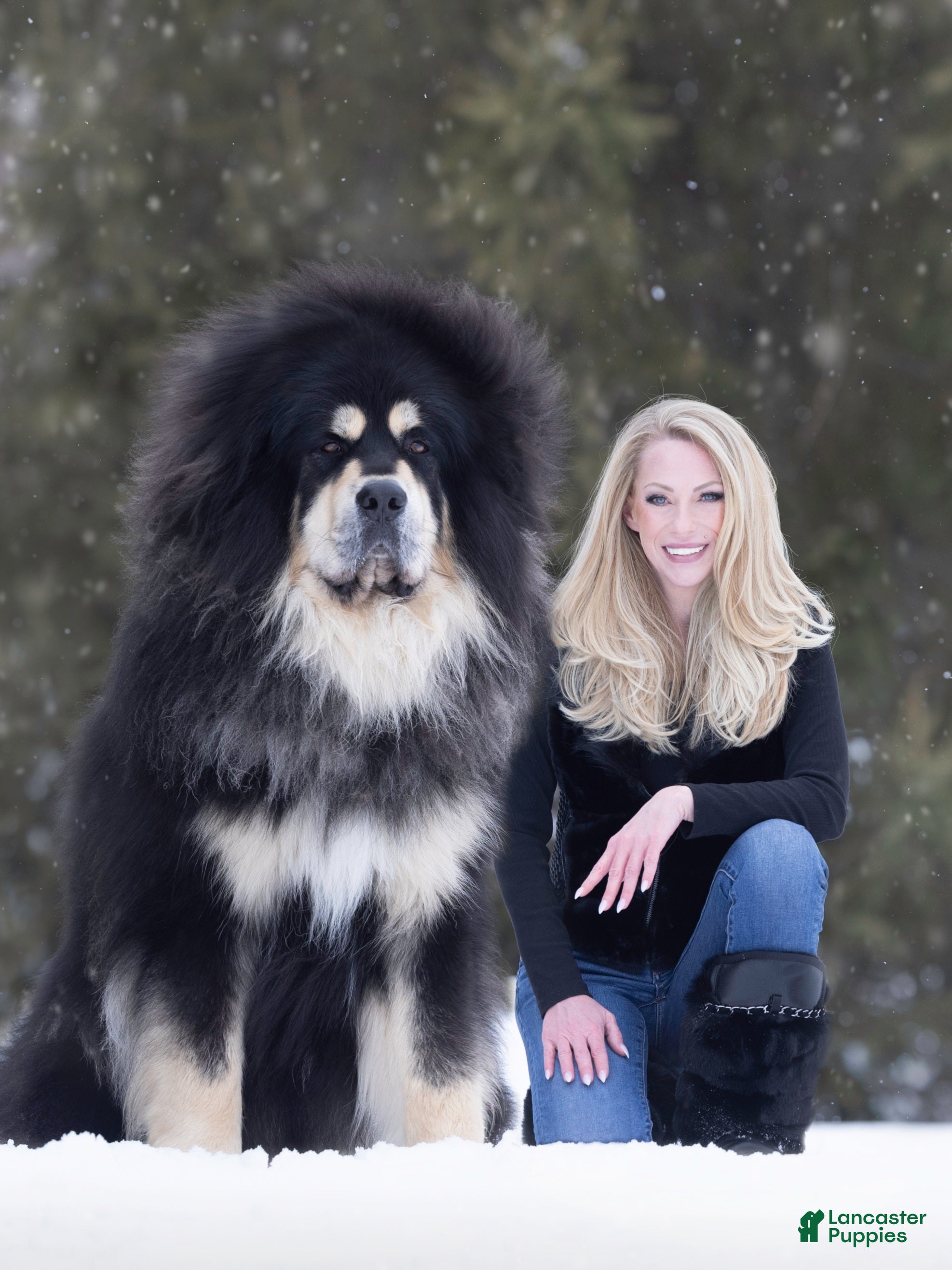 Tibetan Mastiff dogs Tibetan Mastiff Puppy | Silver Girl - Ad 2