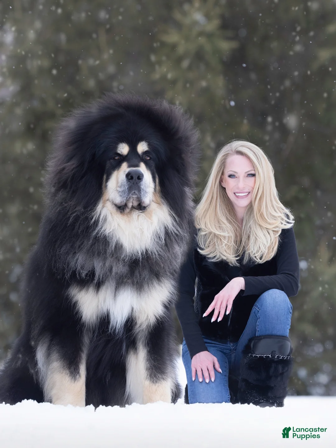 Tibetan Mastiff dogs for sale: Tibetan Mastiff Puppy | Yellow Girl - Ad 2