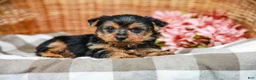 Yorkshire Terrier dogs for sale: Mack - Ad 7