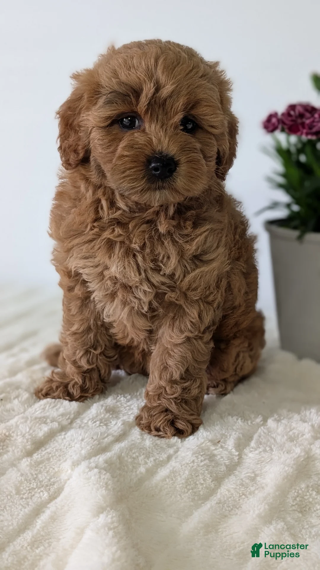 Mini Goldendoodle dogs for sale: Lady - Ad 2