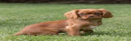 Cavalier King Charles Spaniel dogs for sale: Pepper Cavalier King Charles Spaniel  - Ad 6