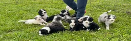 Sheepadoodle dogs for sale: Sheepadoodle 1 - Ad 5